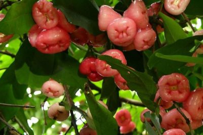 莲雾几月份成熟，5月-9月供应量最大