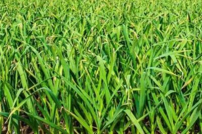 大蒜扎辫原因和预防方法，遇到低温容易因二次生长而扎辫