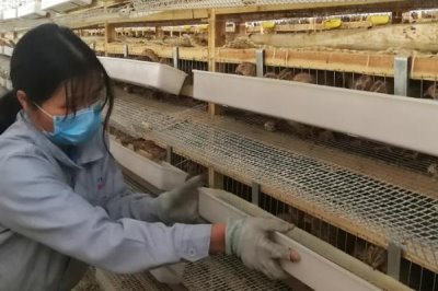 鹌鹑的养殖技术,产蛋期要注意光照时长