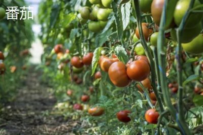 夏至吃哪些食物,推荐夏至蛋、热面等