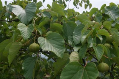 如何弄死树根，根据不同的树种来做选择