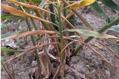 生姜的常见病害与防治方法,常见的有软腐病、腐烂病等