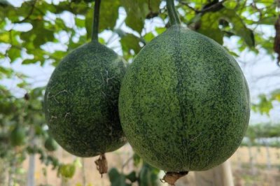 种植瓜蒌的前景,目前来看市场需求较大