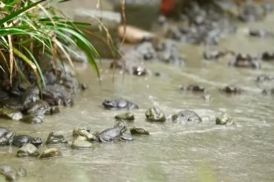 石蛙苗的养殖方法，每天上午、下午均投喂一次