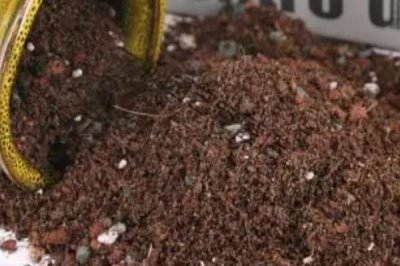 蟹爪兰的种植方式,种植之前要提前配制适宜的基质