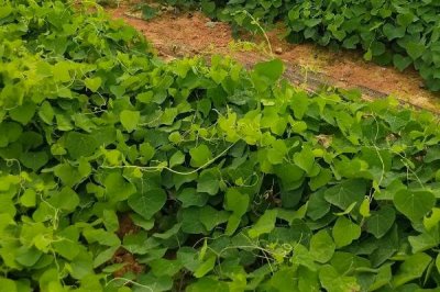 防己的种植时间，一般为4月份