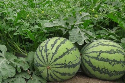 早春大棚西瓜种植管理技术,浇水要遵循宁干勿湿原则