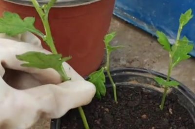 扦插菊花的时间，3-5月扦插为佳