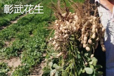 辽宁省锦州市有哪些特色水果,包括北镇葡萄、银白杏、锦州苹果等种类