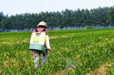 除掉玉米地的蜗牛可以用什么药，可以使用多聚乙醛颗粒