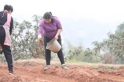 怎么通过包装袋区分硝硫基复合肥,可以看袋上是否标注含缩二脲等字样