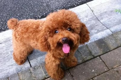 泰迪不吃东西怎么办,可以换一些清淡美味的食物