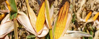 玉米授粉到成熟需要多少天,要50-60天左右