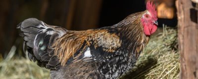 鸡互相啄毛吃的原因，可能是蛋白质不足或温度过高所致