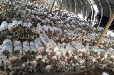 平菇如何种植才能丰产,关键是要选对优质高产的品种