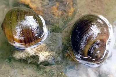 福寿螺和田螺有什么区别，福寿螺呈黄色、田螺呈青褐色