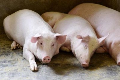 猪身上为何会出现红点,可能是蚊虫叮咬等原因所导致