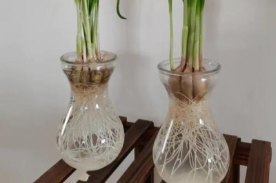 水培植物越冬技巧,尽可能在阳光下摆放