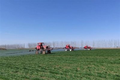 小麦除草剂可以和叶面肥混打吗,除草剂不可和叶面肥混合打