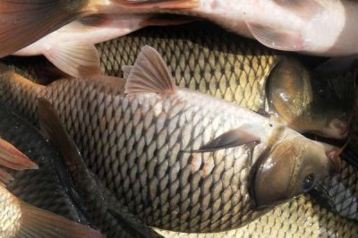 鲤鱼能长多大，最大个体可达200斤以上