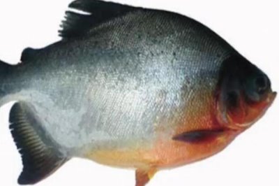 红鲳鱼的产地,红鲳鱼产自美洲