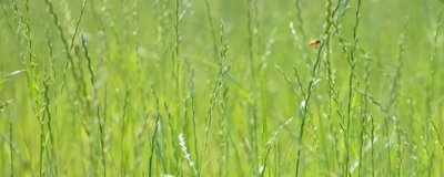 黑麦草的种植技术，一般在春季或秋季进行