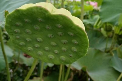 莲蓬的寓意,寓意多子多孙