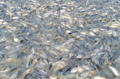 养殖一亩淡水鲈鱼的利润和成本,亩净利润5000-10000元左右