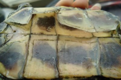 巴西龟外壳翘能恢复吗，要看它们翘壳的情况