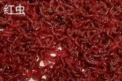 红虫和蚯蚓有什么区别，红虫身体鲜红呈蠕虫状