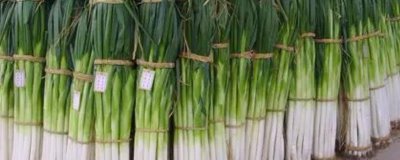 大葱高产施肥方法,播种前可将全部磷肥深施入土