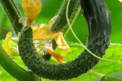 黄瓜弯曲果的综合防治方法,生长期需确保充足的光照