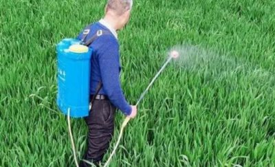 肥液能不能喷施花叶,喷施浓度为0.1%