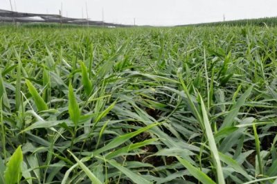 如何防治生姜姜瘟病,播种前要对姜种做消毒处理