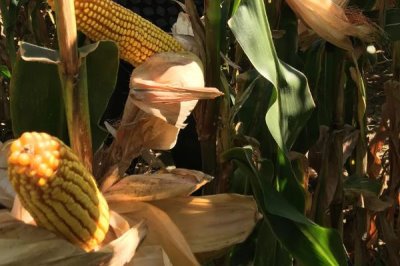 富尔2233玉米种子介绍，中等肥力以上地块栽培