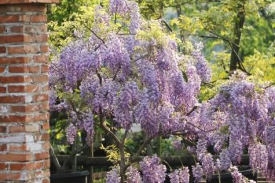 紫藤盆栽使用的花盆大小，需要根据紫藤的大小选择