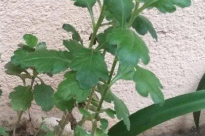 如何防治菊花黑斑病，养殖过程中要定期更换盆土