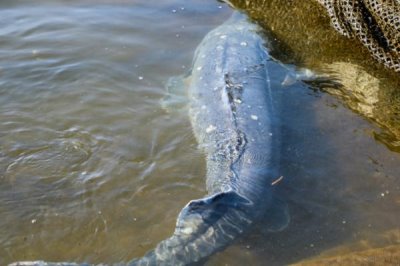 我国最贵的十大淡水鱼，前三分别为云南裂腹鱼、长江刀鱼、鳇鱼