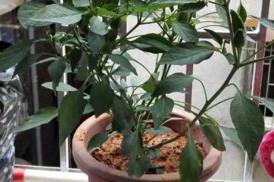 朝天椒播种前后管理方法，常在夏季进行播种