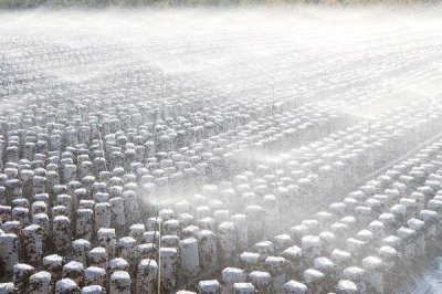 食用菌追肥的注意事项,常用的方法便是喷洒施肥