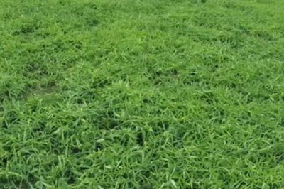 柴胡种子催芽技术，可药剂处理、激素处理或温汤浸种等