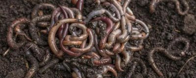 蚯蚓养殖的生长周期,平均为3个月