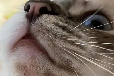 为什么猫咪会长黑下巴，是由于猫咪有毛囊炎了