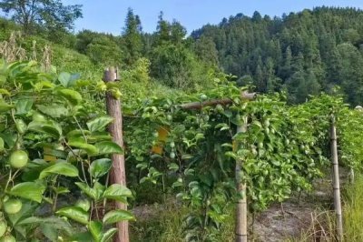 种植百香果的效益，种植当年一亩地可获2500元左右的纯利润