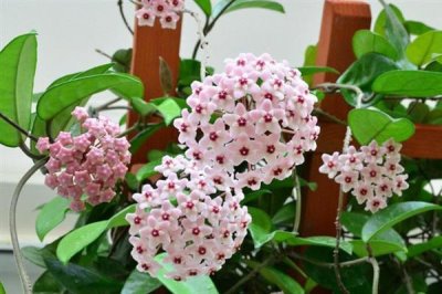 球兰什么时候换盆好，一年四季都可以换盆