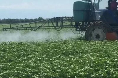 棉花受到药害怎么补救,可通过喷洒清水稀释农药