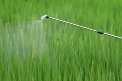 怎么解决除草剂药害,可将芸苔素、鲜牛奶和葡萄糖兑水喷雾