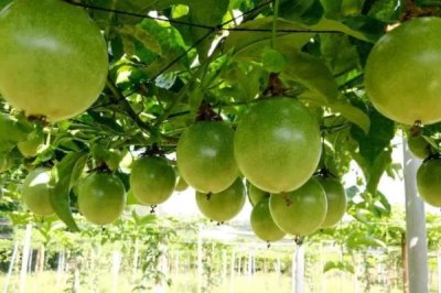 移栽百香果的要点，移栽不宜过密否则会影响生长