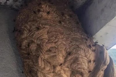 马蜂窝怎么安全处理，试试这4种方法