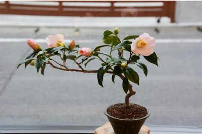 哪些植物可以使用硫酸亚铁肥料，包含山茶花、龟背竹、文竹等品种